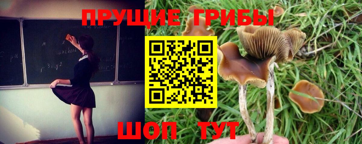 Псилоцибиновые грибы ЛСД  как найти закладки  Псилоцибиновые грибы мухоморы  Рассказово  Вход с VPN 